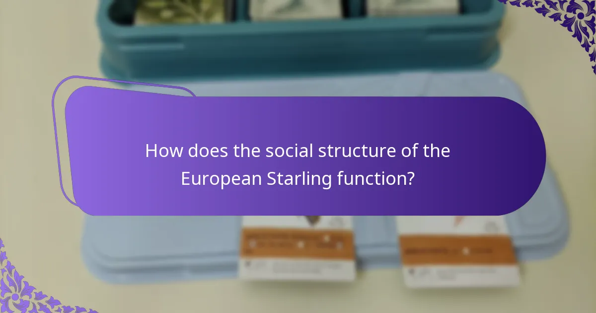 How does the social structure of the European Starling function?