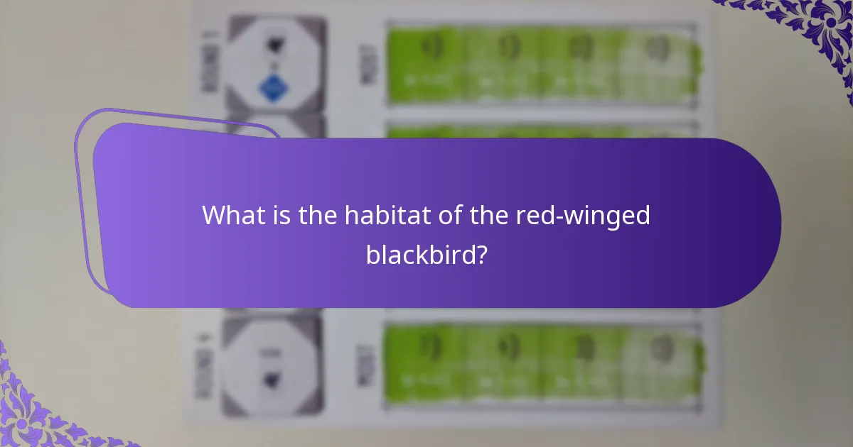 How can birdwatchers identify red-winged blackbirds in the wild?